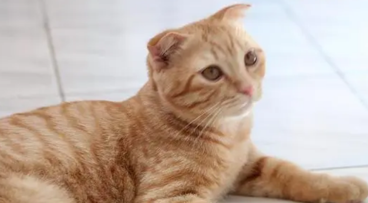 怎么辨别橘猫和土猫 怎么辨别橘猫和土猫