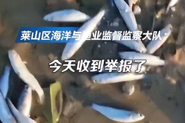 出现大量死鱼,官方回应:暴雨把淡水鱼冲到海里死亡,会去清理 出现大量死鱼,官方回应:暴雨把淡水鱼冲到海里死亡,会去清理