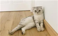 猫咪为什么坐着不敢动啊