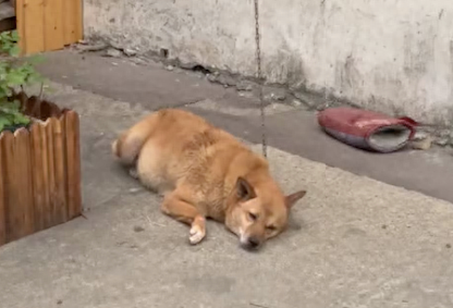 被拴了13年的看门犬，带它感受一天被爱的经历
