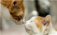 猫咪为什么不让主人亲嘴啊