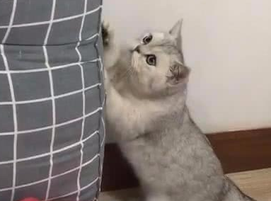 猫咪排队偷肉吃,轮流放风,黑猫:快点吃 猫咪排队偷肉吃,轮流放风,黑猫:快点吃