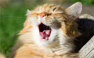 猫咪的叫声低沉为什么呢