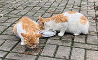 猫咪总是要流浪是为什么