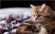 猫咪为什么在地上拉屎撒尿呢