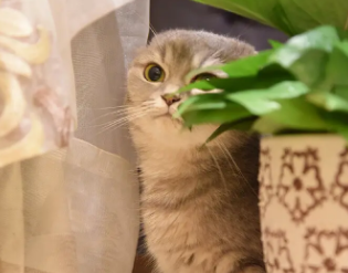 端午矮脚猫是什么意思