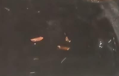 老鼠咬坏白酒桶醉倒在货架上，超市：可能是吃了药跑那去了，已处理