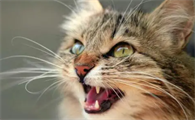 猫咪为什么会定时嚎叫呢