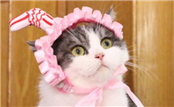 猫咪为什么怕发箍呢
