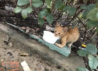 杀流浪猫违法吗 杀流浪猫违法吗