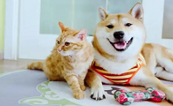 为什么我养的猫像狗一样