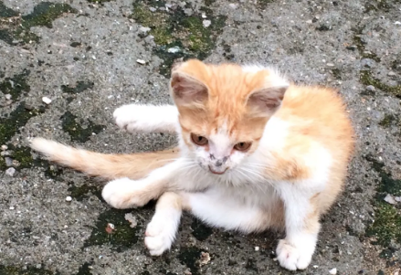 流浪猫做全面检查就能养了吗 流浪猫做全面检查就能养了吗