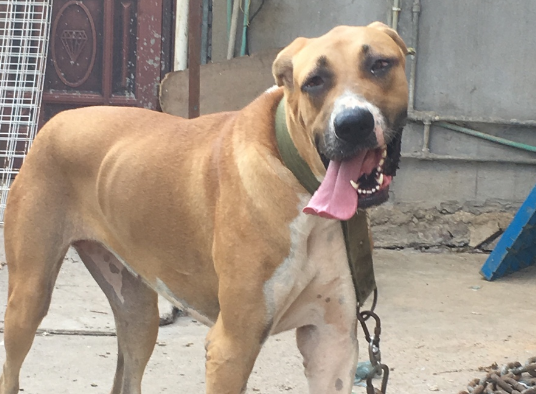 走进神秘斗犬—巴基斯坦库达犬
