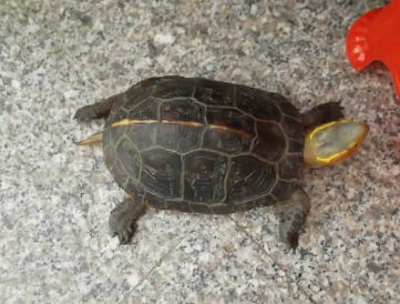 夹板乌龟能冶什么病