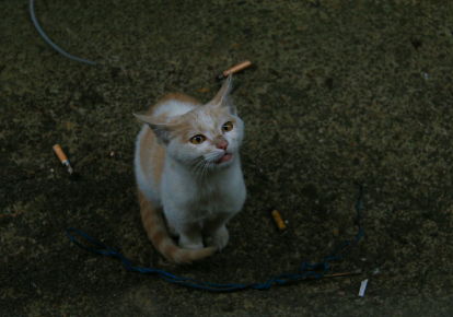 收养流浪猫后应该采取什么措施