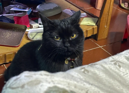玄猫是纯黑的吗