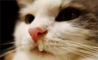 猫咪为什么突然鼻炎发作了呢