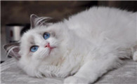 土猫跟品种猫的区别