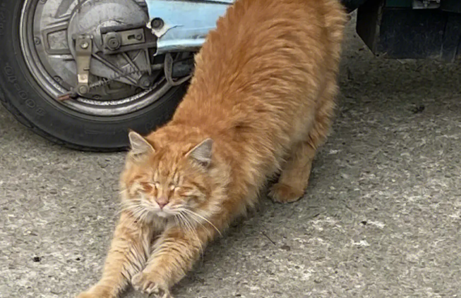 流浪猫半身瘫痪,被数家医院建议安乐,两年后奇迹站起来了…… 流浪猫半身瘫痪,被数家医院建议安乐,两年后奇迹站起来了……