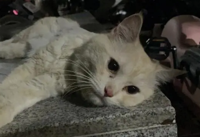 流浪猫蹭过的衣服要马上洗吗