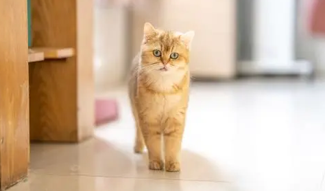 金丝猫榨菜丝怎么样 金丝猫榨菜丝怎么样
