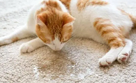 猫咪总随地小便是怎么回事