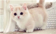 猫咪乱叫为什么咬人呢