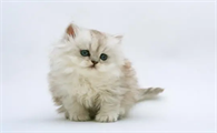 猫怕虫子是什么情况