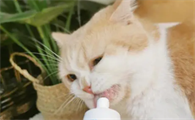 猫咪为什么喜欢吃营养膏呢