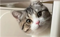 猫咪为什么会反复动来动去呢