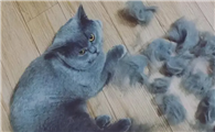 猫咪为什么这么能掉毛呢