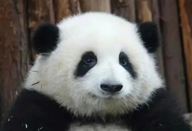 荣宝是哪个熊猫