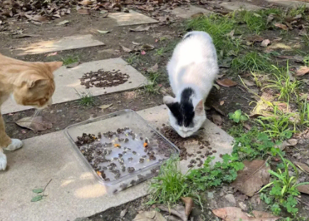 流浪母猫多久驱赶小猫 流浪母猫多久驱赶小猫