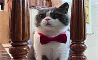 为什么有点猫咪会踩奶的原因