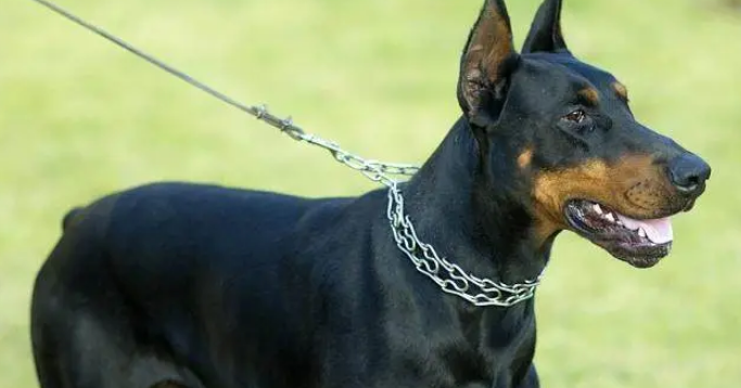 十大看家犬，看看认不认识，最后一个经常吓哭小孩