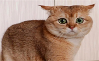 猫咪害怕的不敢动为什么呢