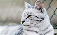 猫咪为什么高冷傲慢呢