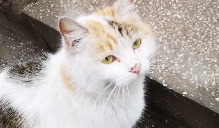 两只小猫闯入小卖部，偷吃火腿肠赖着不走，还为店主送上惊喜大礼