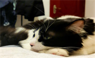 猫吃的很少是因为什么