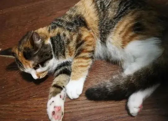 猫四蹄踏雪有什么讲究吗