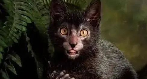 公猫为什么叫狼猫