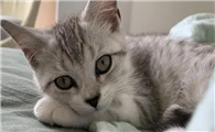 猫咪为什么喜欢跟我对视啊