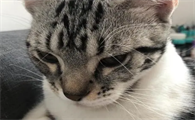 猫咪为什么胡子全掉了呢