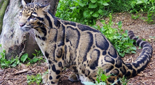 安徽黄山出现“不明生物”,体型较大,似猫似豹 安徽黄山出现“不明生物”,体型较大,似猫似豹
