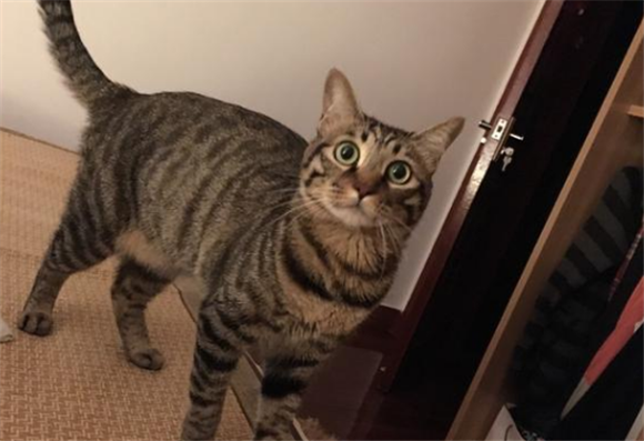 黑脚掌狸花猫好不好