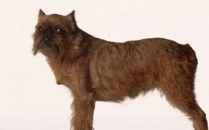 布鲁塞尔粗毛猎犬的价格 分成红长毛犬和黑毛犬两种