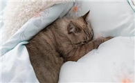 猫咪为什么总爱睡床尾呢