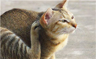 猫咪老挠身上是为什么啊