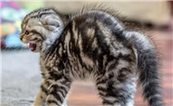 猫咪大了为什么总是凶呢