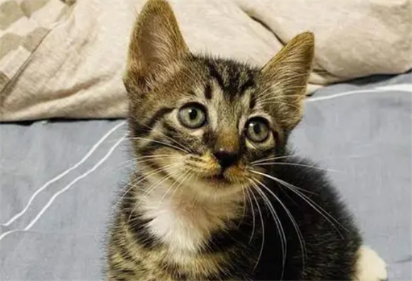 狸花猫老是叫唤是怎么回事